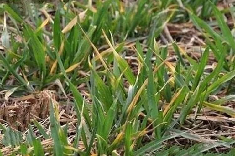 一亩地用多少硼肥 如何正确施硼肥