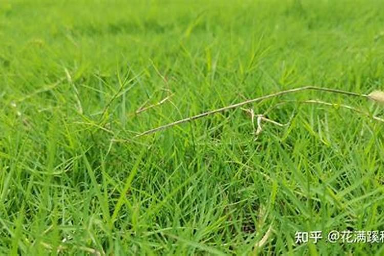 什么肥使叶子绿油油什么肥料可以使叶子变绿