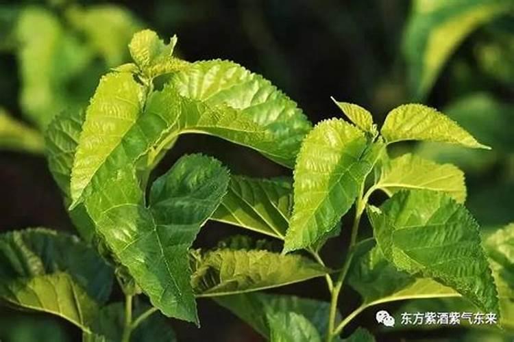 棉花施钾肥最佳时间 使用方法及注意事项