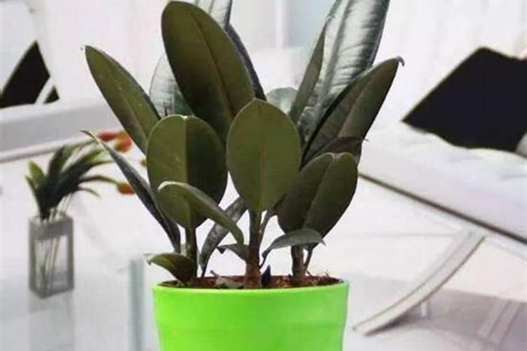 葡萄上使用芸苔素技术