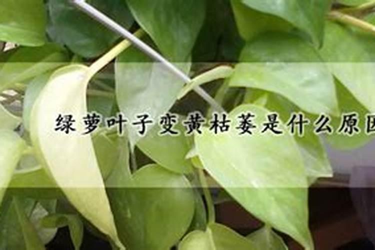 撒特利复合肥五大系列