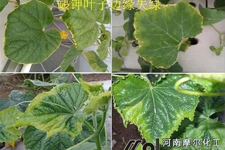 全国各省的小麦水稻成熟收割时间表几月份收麦子