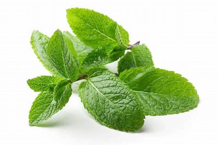 种土豆施什么底肥好？