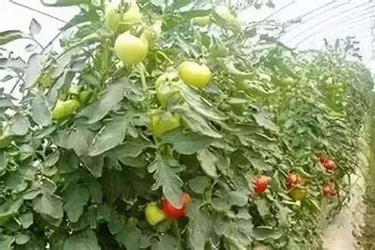 君子兰用什么肥料比较好