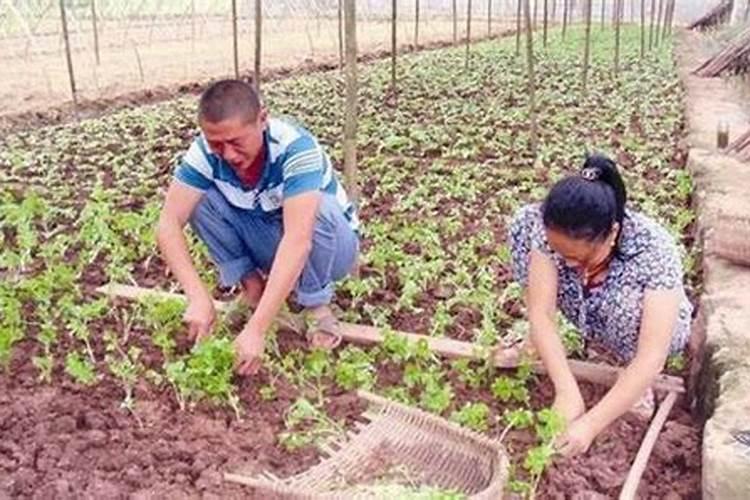 莲菜是怎么种植