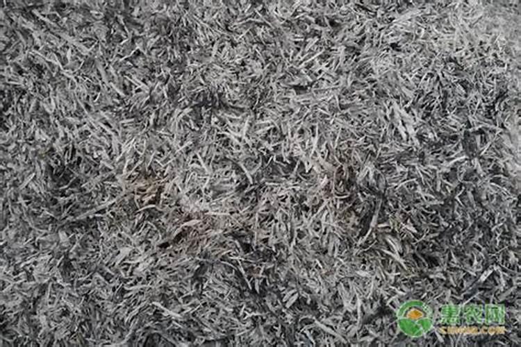 超过五叶的玉米打什么除草剂