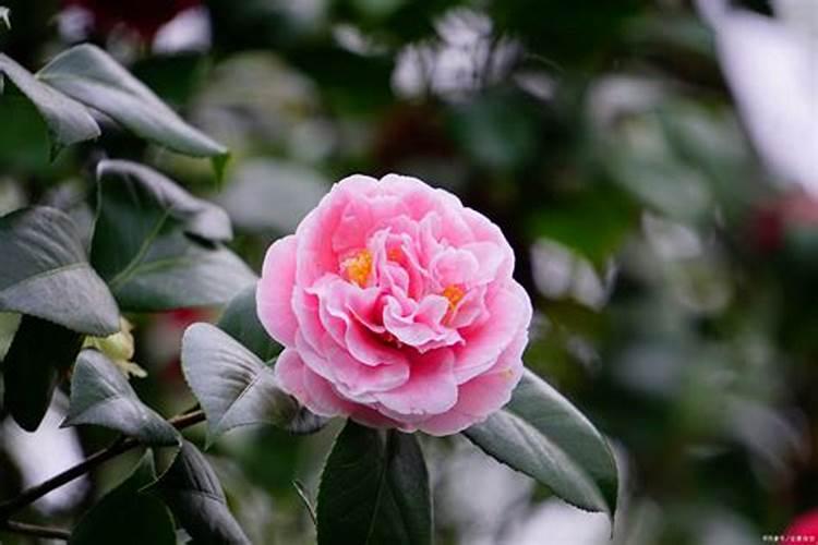 台安黄沙垵产的鲜康健玉米面粉2、5k9多