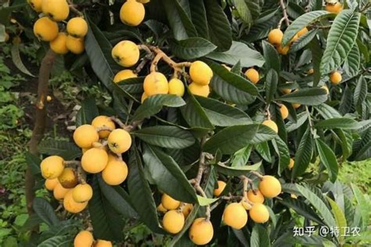 黄豆疯长怎么控制 矮壮素应该怎样打