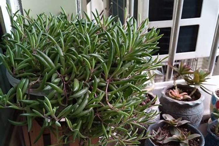 地龙蛋白蛋白到底是个什么东西啊？