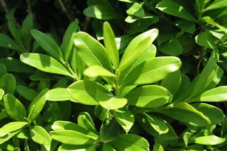 叶面肥厂家哪个做的最好？