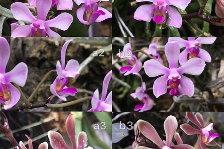 多菌灵可以浇花吗 能和复合肥一起浇吗