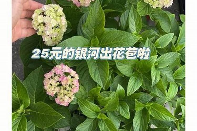 绣球花施什么肥