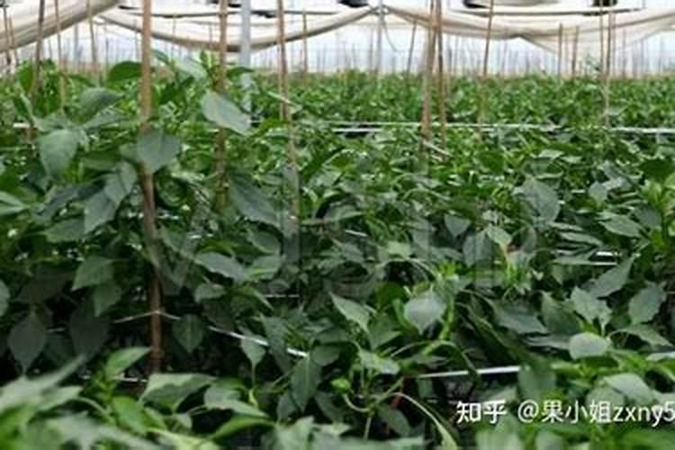 大棚种植辣椒,如何施肥,才能提高产量和质量？