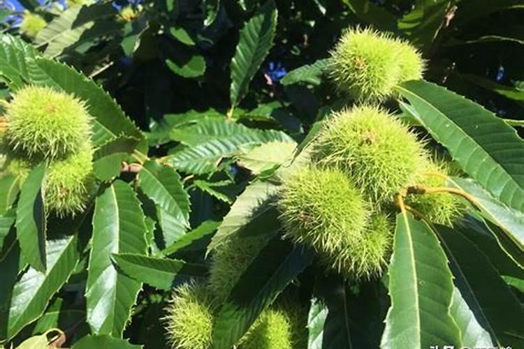 板栗采摘后怎样管理 板栗养殖技巧