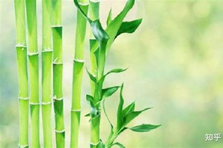 竹子种植如何施肥