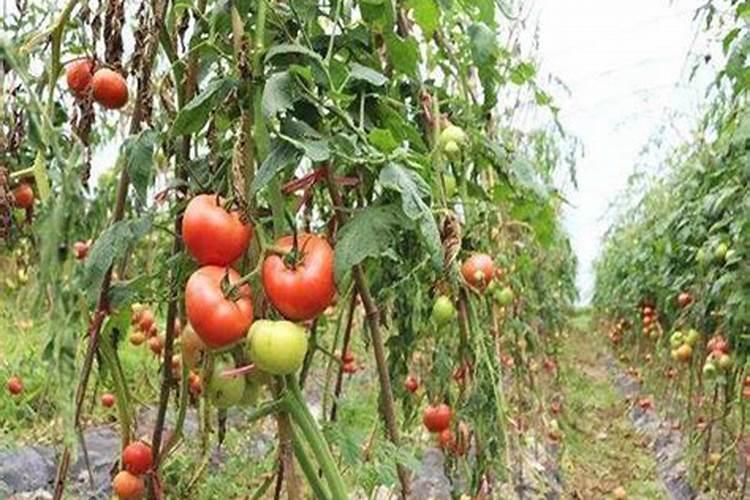 钾肥的主要成分是什么？