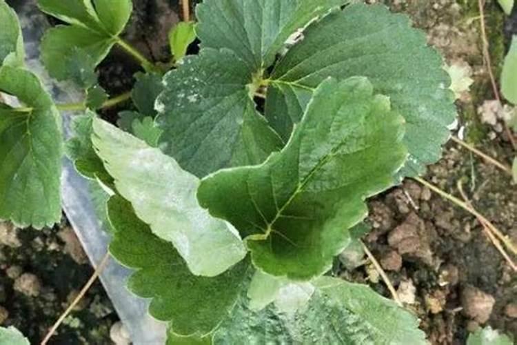 草莓喷什么叶面肥结果多？草莓座果根茎块膨大剂？