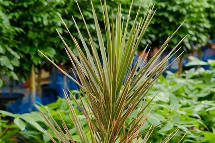 千年木怎么养成老桩造型