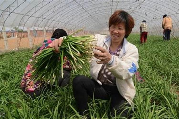 韭菜适合施什么肥料 正确施肥才能高产