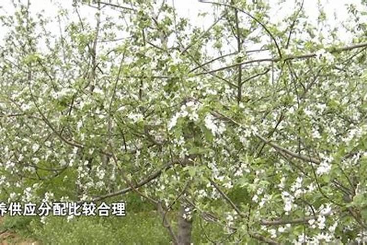 硫磺作为酸性速效肥料的原理是什么