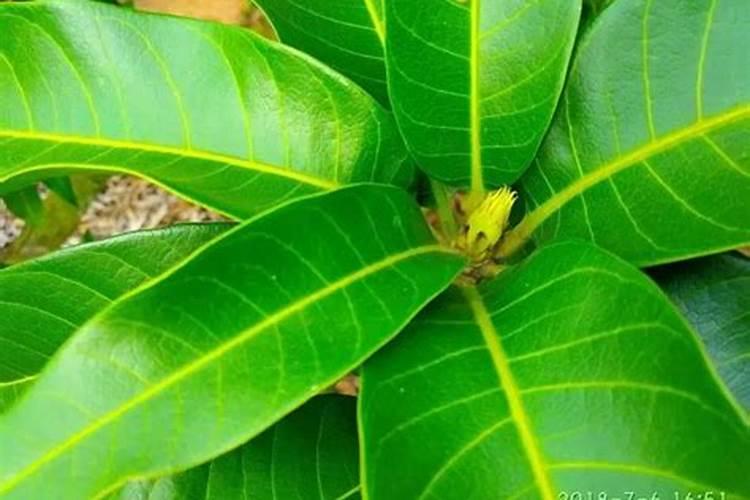 芒果叶徒长怎么办？