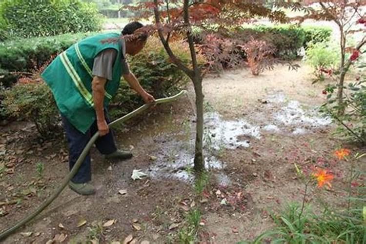 园林植物的施肥