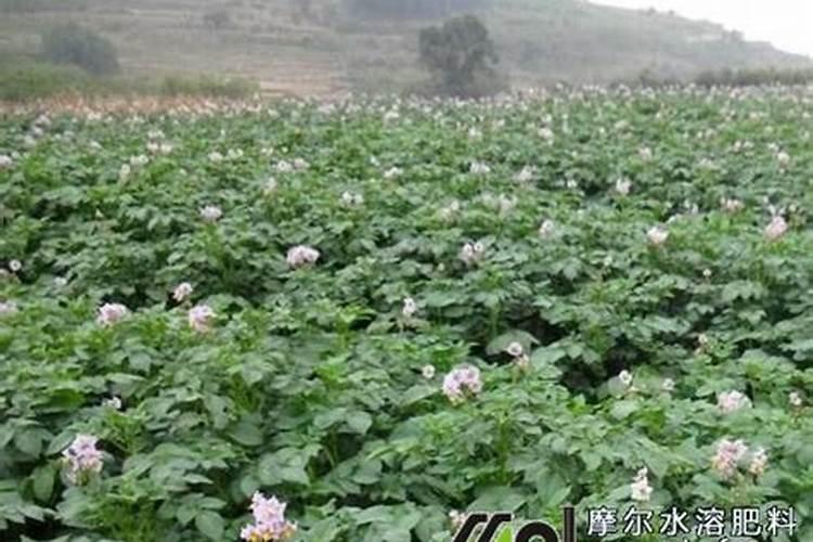 硼镁锌铁钾肥是不是控旺？