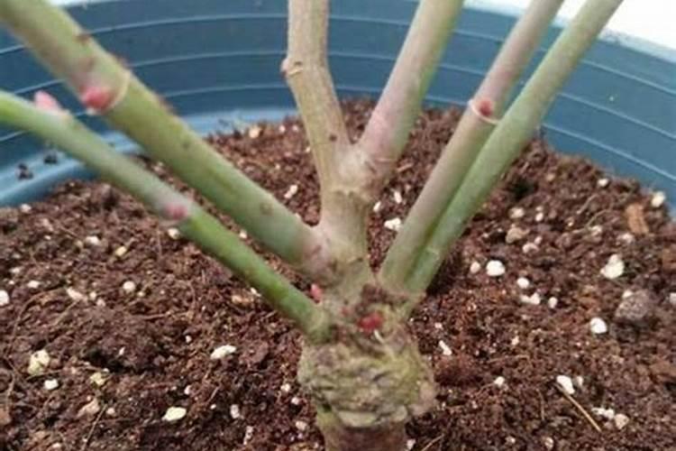 种植西瓜用什么肥料