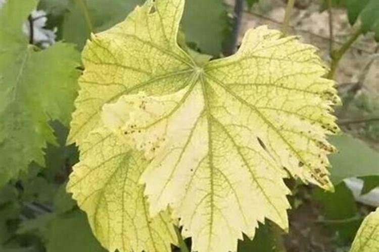 红豆杉怎样施肥