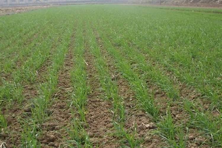 生菜如何浇水和施肥？昆仑风均衡营养促增收