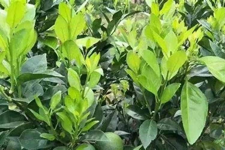 脐橙什么时期施钾肥合适？