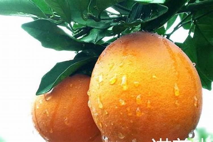 脐橙增甜有哪些方法