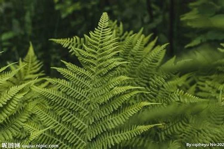 什么肥能促进茶叶树生长