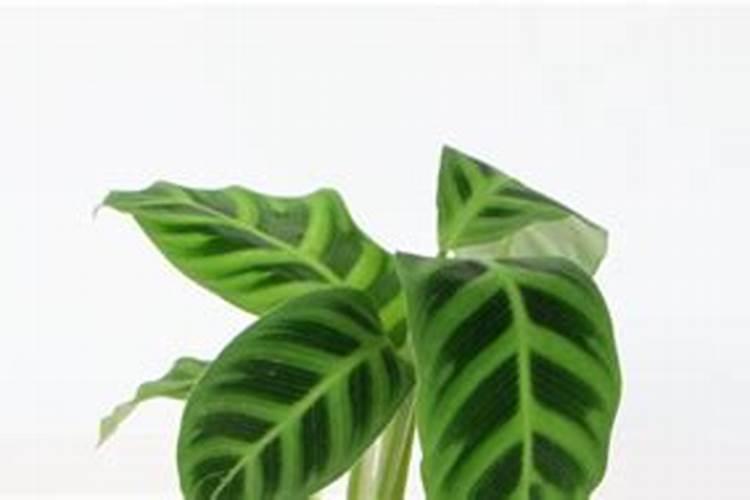 月季什么时候用氮肥