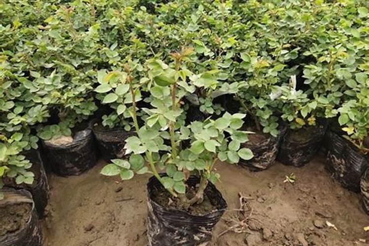 月季肥害后多久可以恢复 月季肥害怎么处理