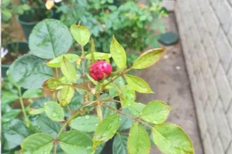 地栽月季肥害怎么补救？