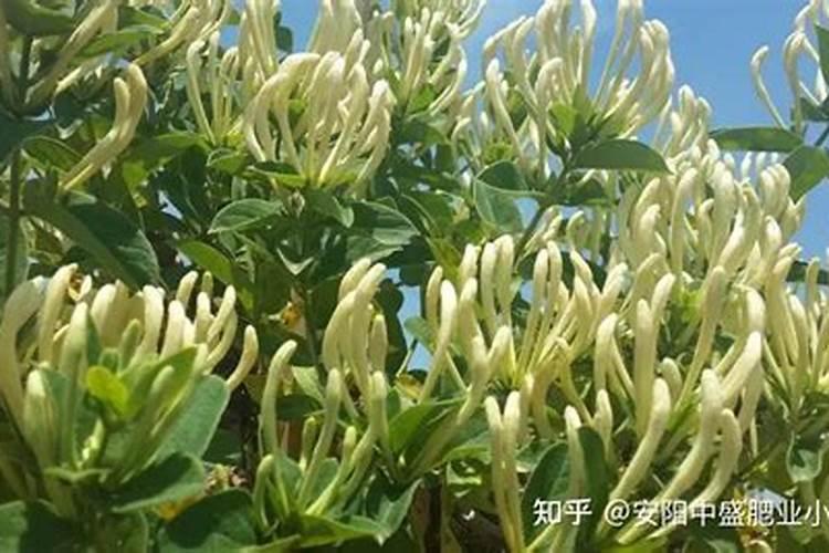 金银花施什么肥最好