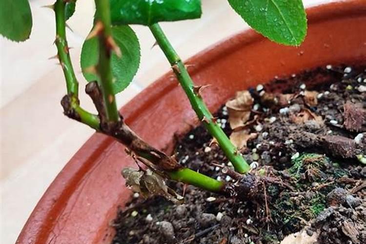 ...变黑杆,中间位置也发黑,应该是烂根了,应该怎么办,我三株一起种植会...