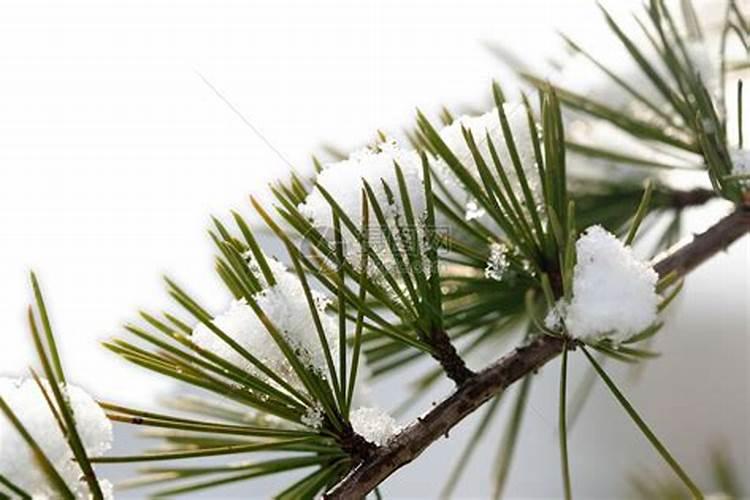 柑橘种植应该如何科学使用微生物菌肥