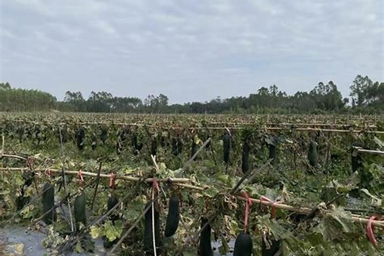 冬瓜用什么肥料最好