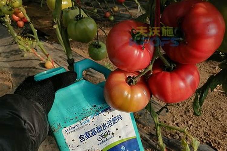 番茄果小怎么才能使其膨大 番茄太小了怎么才能膨大