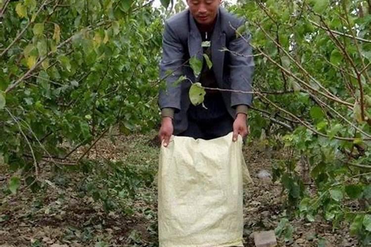 芒果树一棵用多少鱼蛋白液体肥料