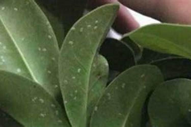 先正达氨基酸水溶肥的功效与作用