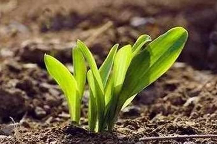 钾肥怎么施效果好