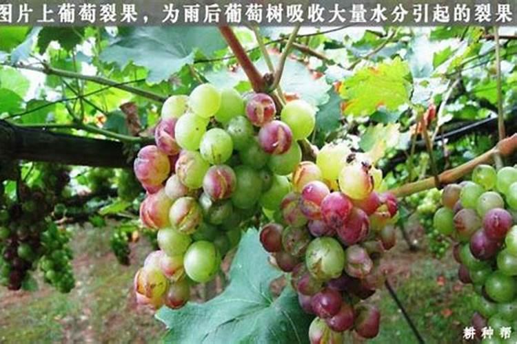 葡萄药害烧伤,果子发黑怎么办？