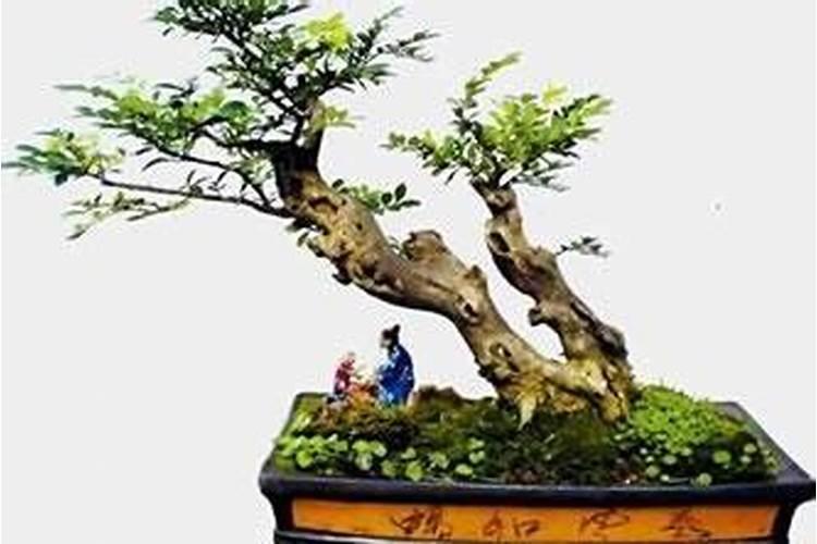 瓜子黄杨的养殖方法和注意事项