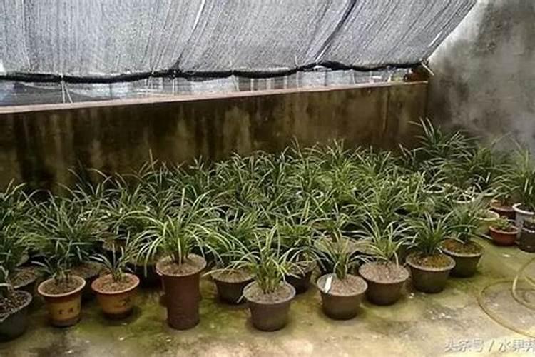 糖化硼肥大米怎样用