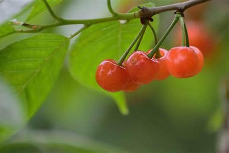 丽格海棠开花时能喷水吗