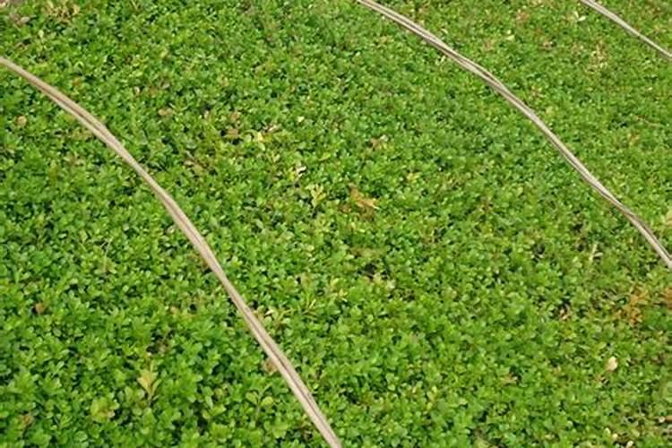 瓜子黄杨怎么施肥