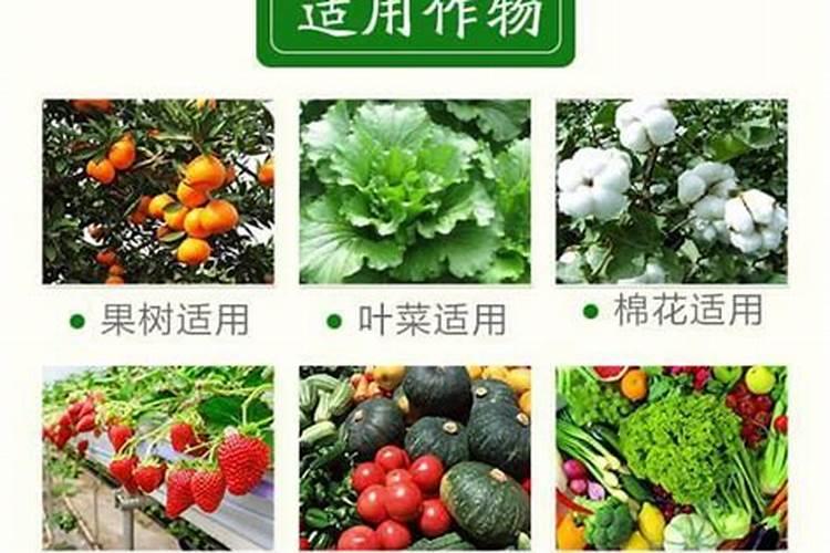 在养花时如何使用磷肥